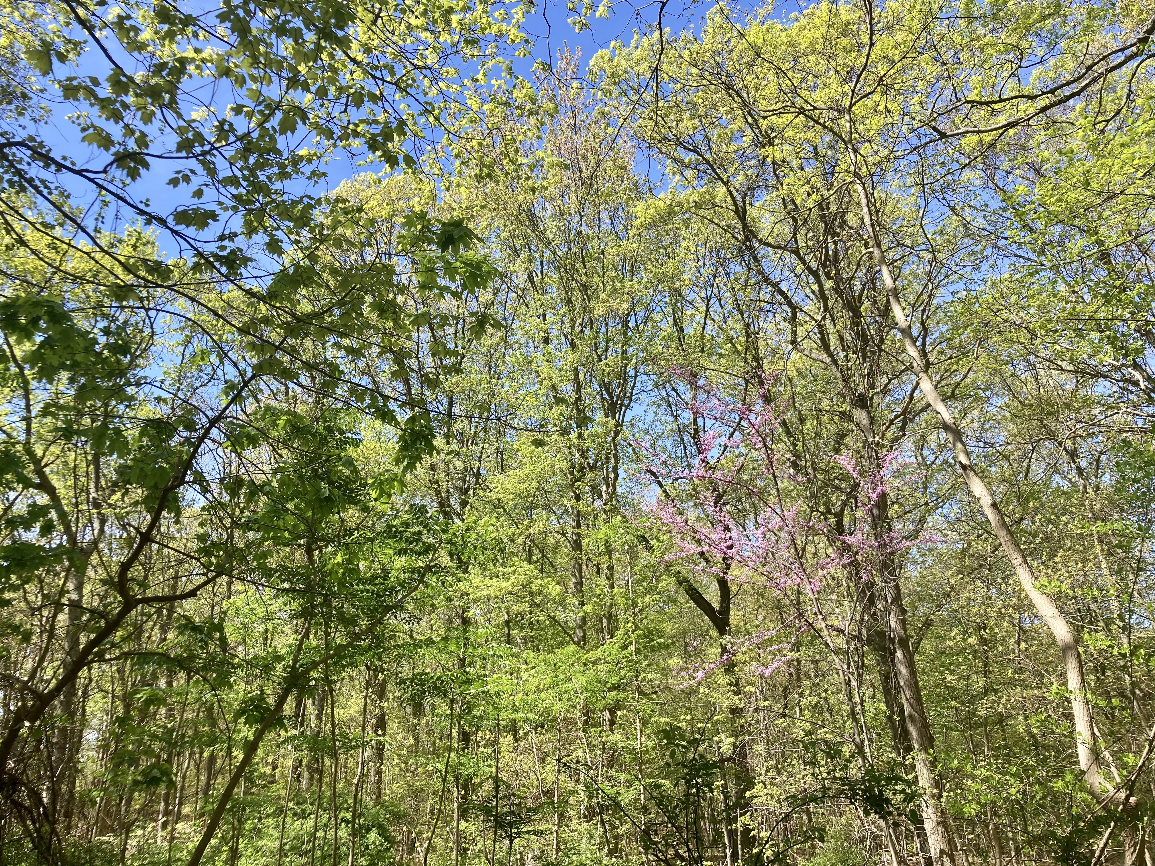 Just one of the many views along the Knolls Park walking trails in East Northport.