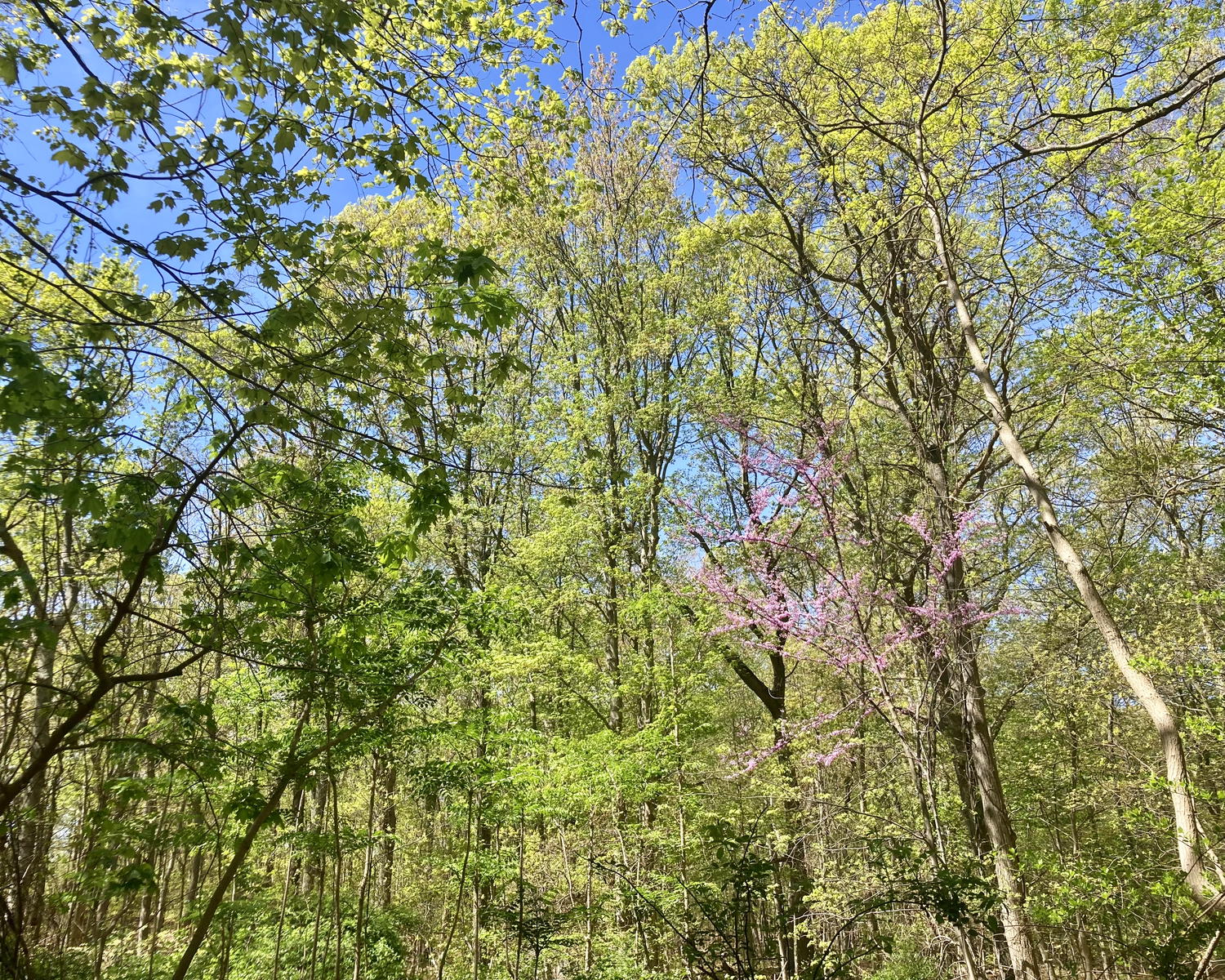 Just one of the many views along the Knolls Park walking trails in East Northport.