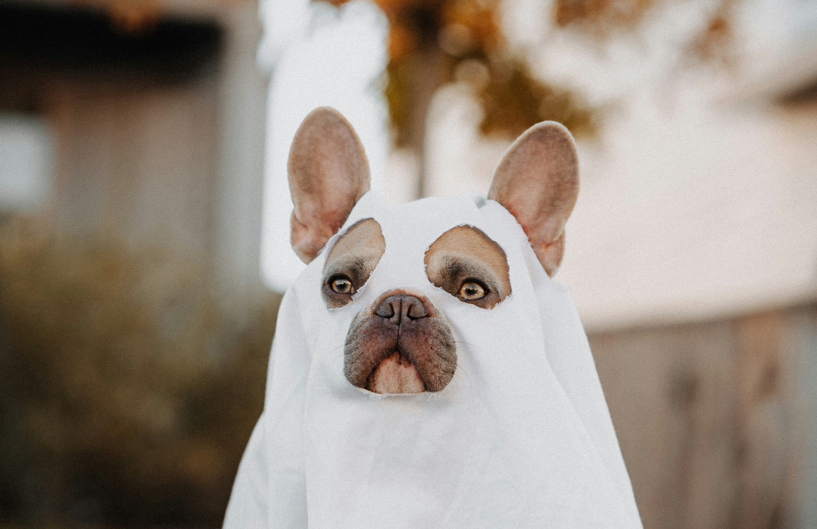 A Halloween pet parade is scheduled for Saturday, October 26 in Northport Village Park. There is no need to RSVP; just show up, dressed up. Photo by Karsten Winegeart.