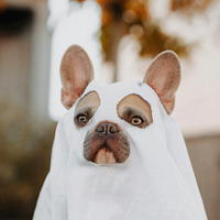 A Halloween pet parade is scheduled for Saturday, October 26 in Northport Village Park. There is no need to RSVP; just show up, dressed up. Photo by Karsten Winegeart.