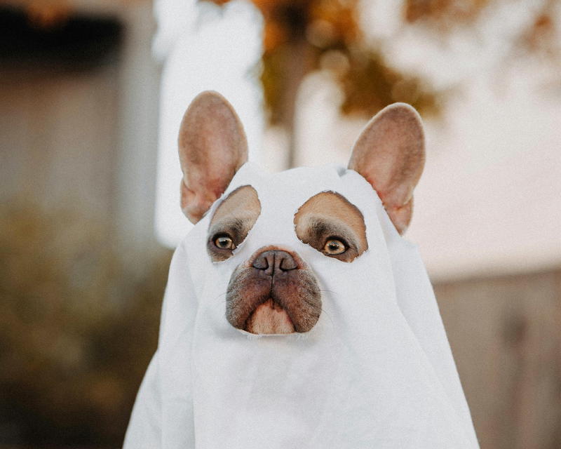 A Halloween pet parade is scheduled for Saturday, October 26 in Northport Village Park. There is no need to RSVP; just show up, dressed up. Photo by Karsten Winegeart.