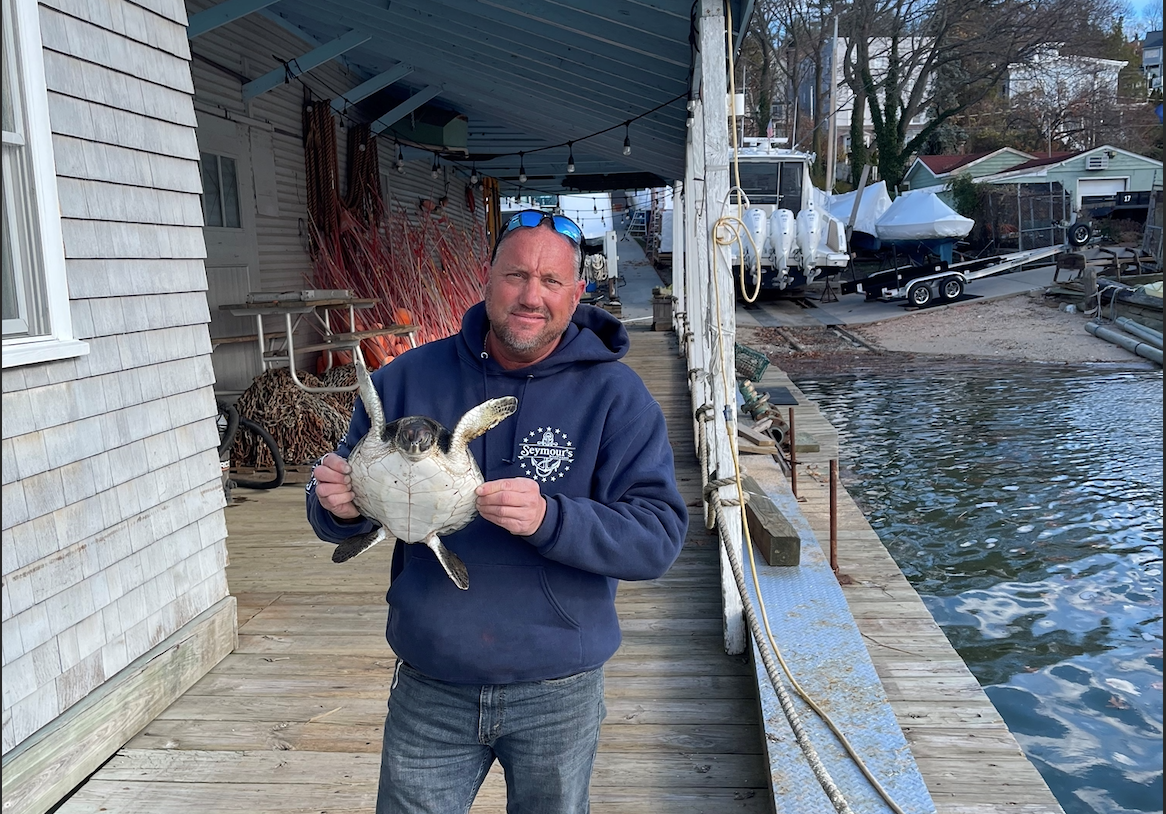 Dave Weber with one of four cold-stunned sea turtles recently rescued by Seymour’s Boatyard in Northport Harbor. 