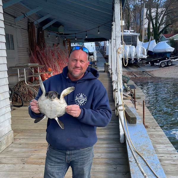 Dave Weber with one of four cold-stunned sea turtles recently rescued by Seymour’s Boatyard in Northport Harbor. 
