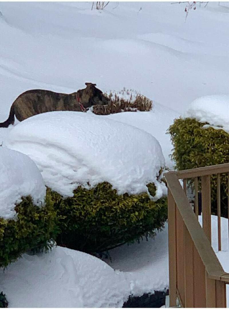 Athena near the deck she found shelter under after a heavy snowstorm hit the area. Photo courtesy Teddy Henn.