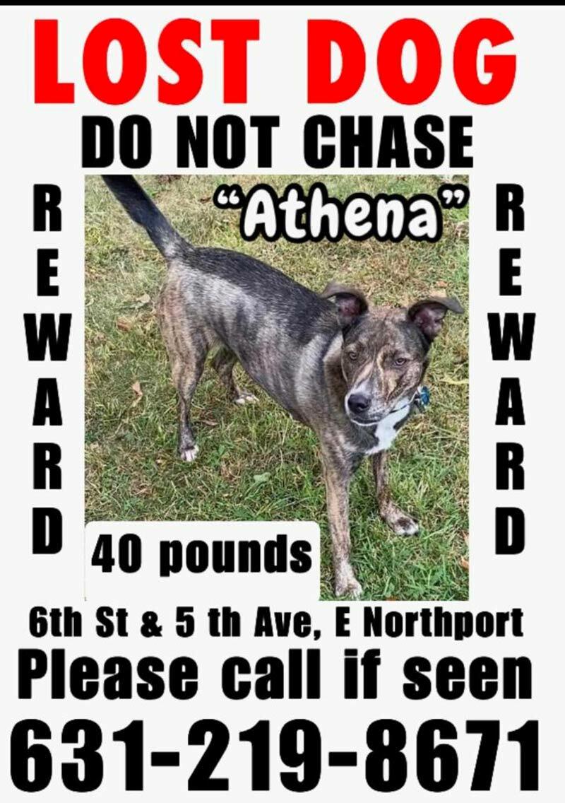 This flier that made community members aware of missing dog Athena became a familiar sight in Commack and East Northport, as well as on social media.