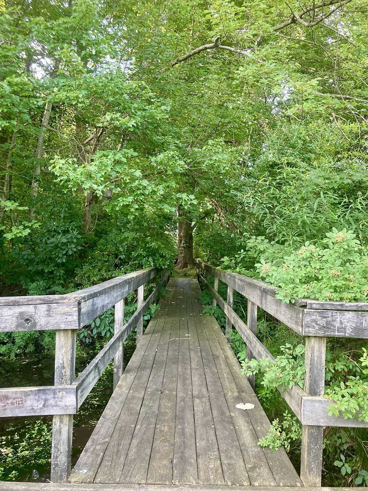 From an observation dock, looking back toward the trail.