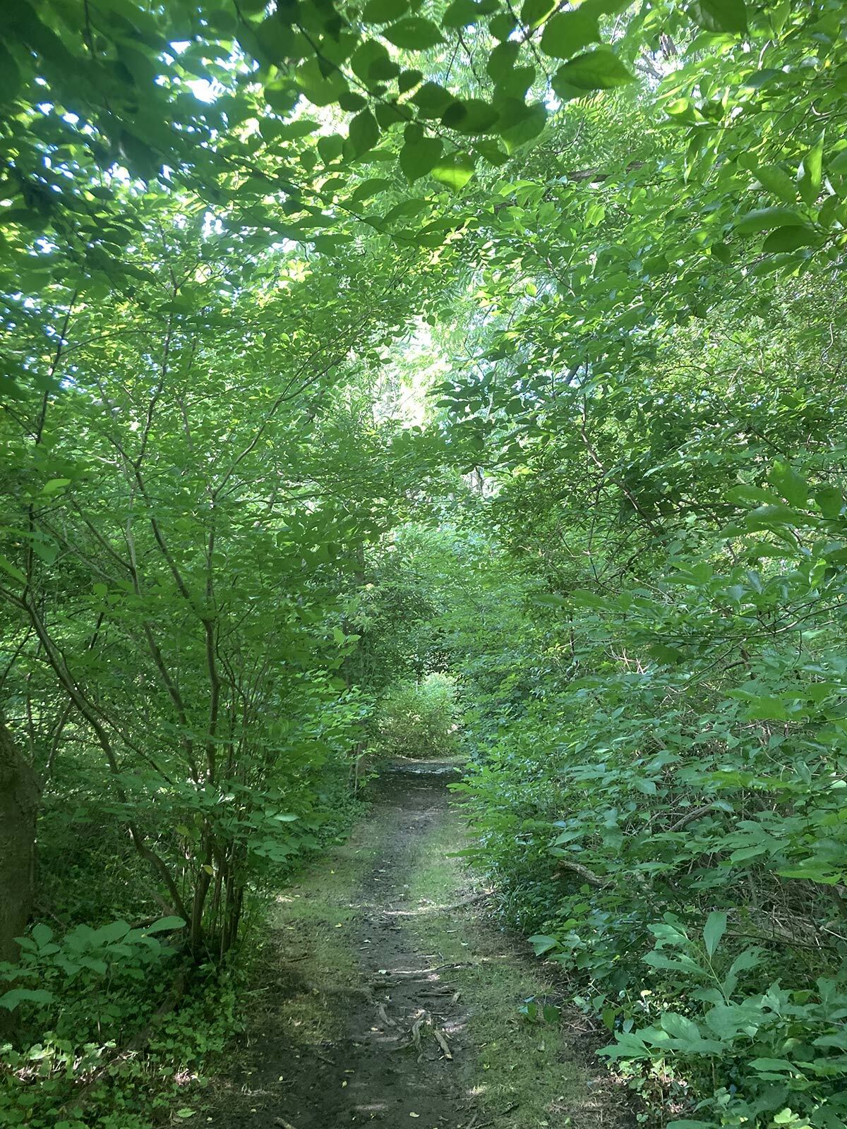 The trail at this time of year is rich with greenery.