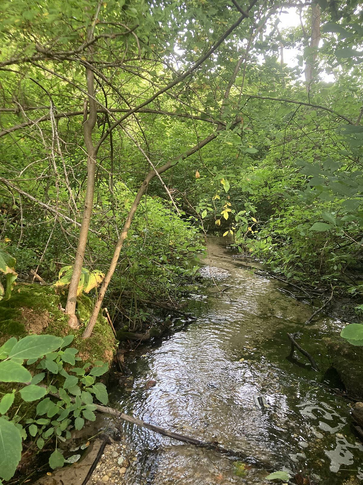 One of the many little streams and waterways that run off from the pond.