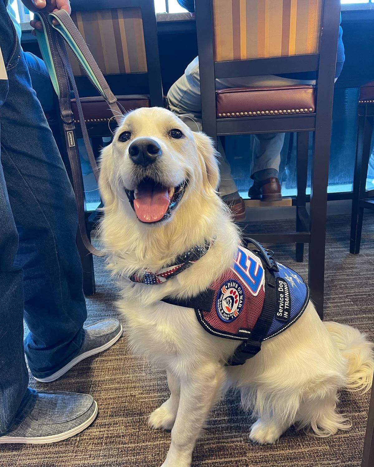 Robert Engel’s service dog, Bonnie, who was trained by Paws of War in Smithtown.