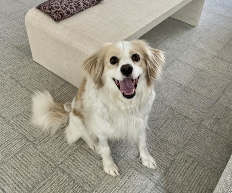 Daisy, pictured here warm, safe and happy at home after her rescue, survived 19 days in frigid weather before being found. Photo courtesy Teddy Henn. 