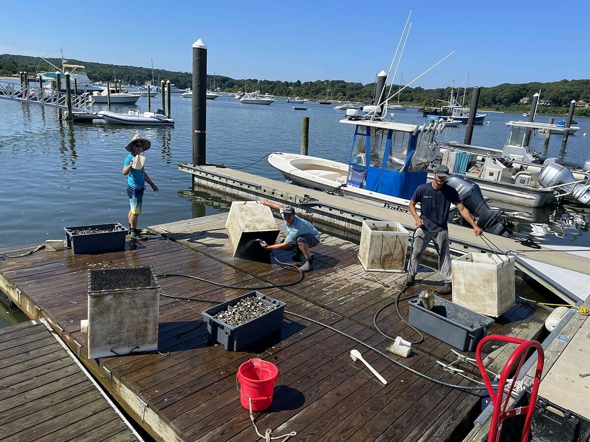 The crew, led by Barry Udelson, the Marine Resource Specialist at Cornell Cooperative Extension, prepares approximately 125,000 Eastern oysters for release into Northport Harbor.