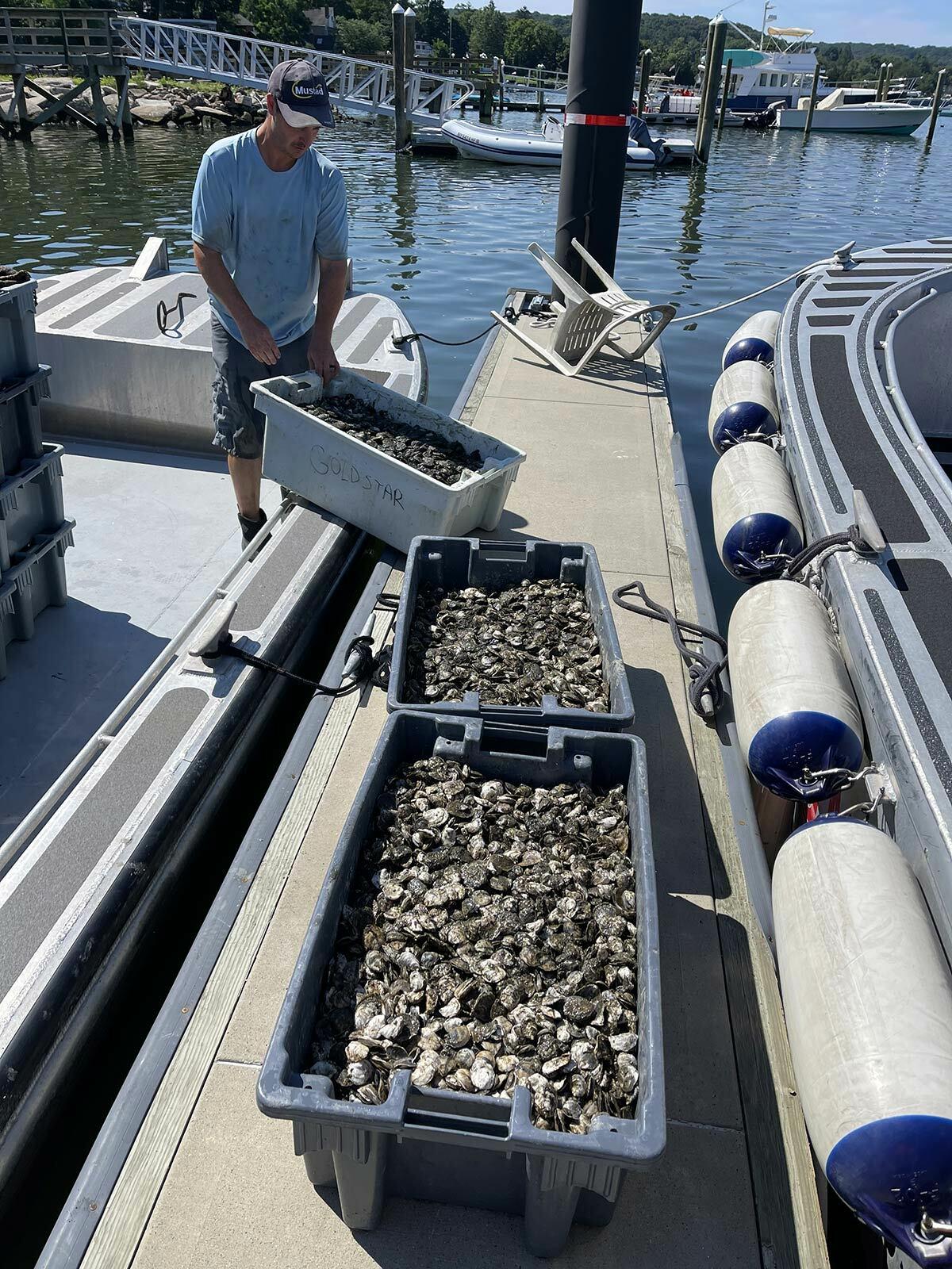Approximately 125,000 single set oysters are loaded into the boat for deployment.