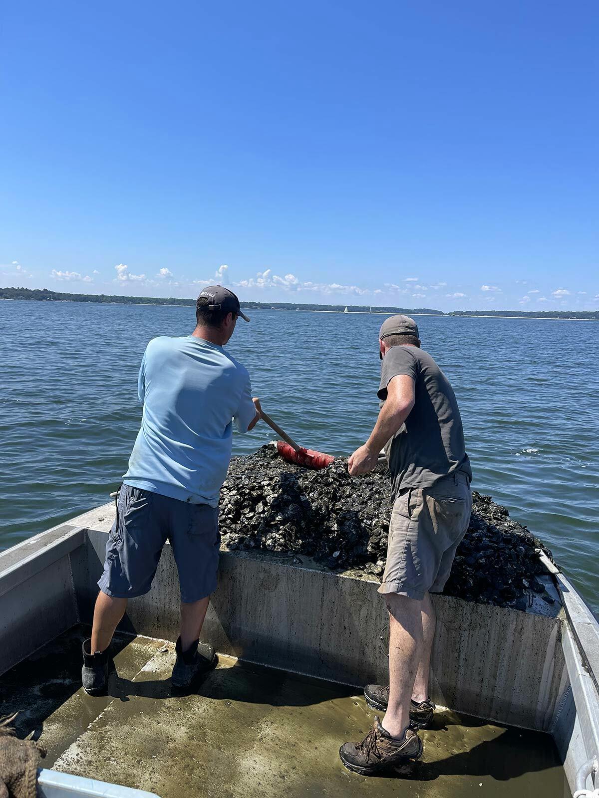 Barry Udelson and Sean Tamaro released the oysters into three areas of Northport Harbor, with the best conditions for oyster survival.