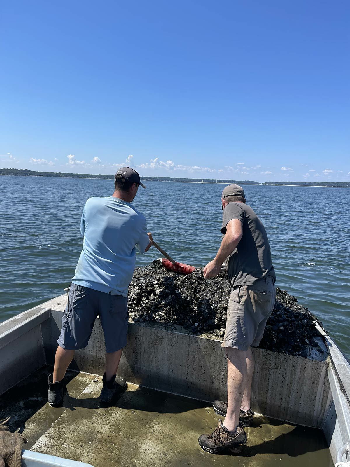 Barry Udelson and Sean Tamaro released the oysters into three areas of Northport Harbor, with the best conditions for oyster survival.