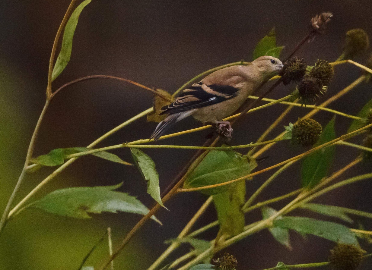 A goldfinch eats the seeds from a coneflower. Photo by Melissa Feudi. 