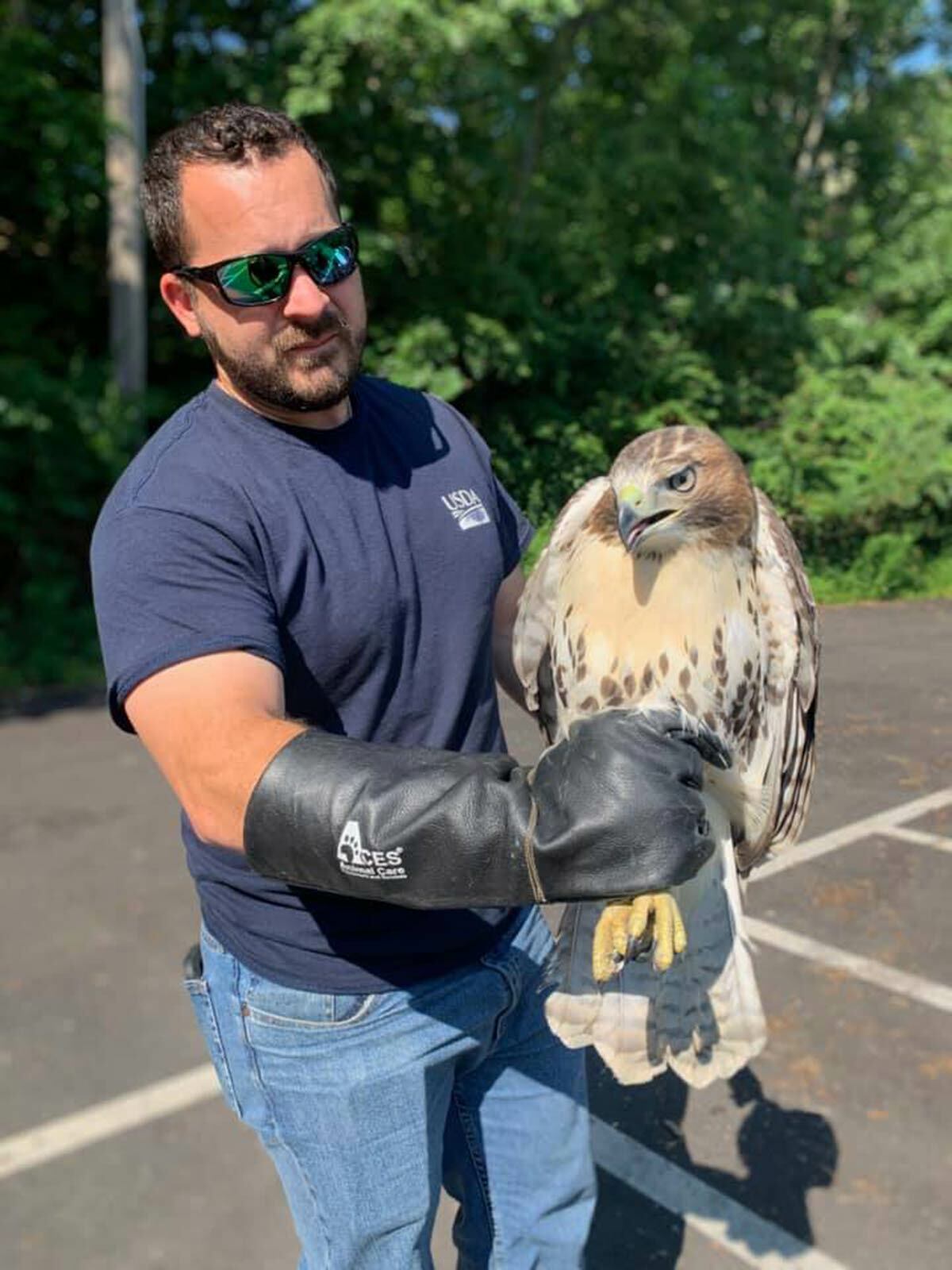 USDA Wildlife Services captured the red-tailed hawk that attacked three pedestrians in the last few weeks. Photo courtesy of the Northport Village Police Department