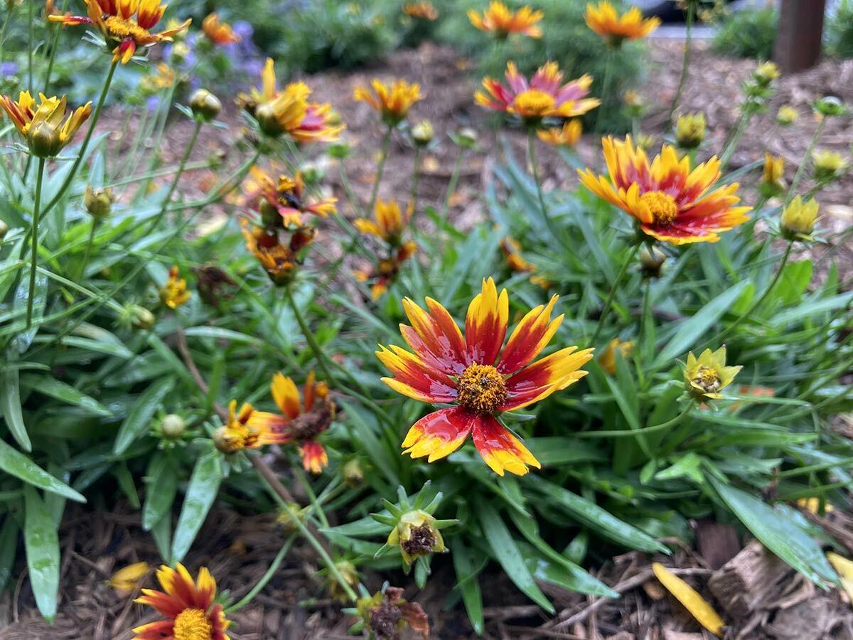 The NNGI get together at Brew Cheese on October 18 is a great opportunity to learn about the plants in NNGI’s LILCO garden, including this “Daybreak” Coreopsis, Coreopsis verticillata.