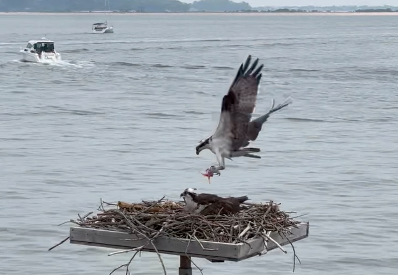 A male osprey delivers fresh-caught fish to his mate and their chicks in a nest by the Huntington Lighthouse. Image via Pam Setchell of the Huntington Lighthouse Preservation Society.