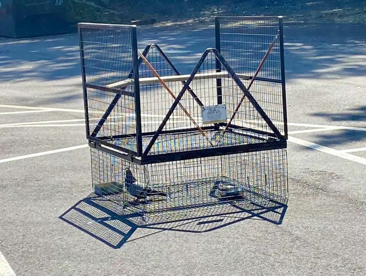 A "have-a-heart" style compartment trap lures the hawk in with a pigeon as bait and safely captures it without endangering either animal. Photo credit: Eileen Tucker D’Amore