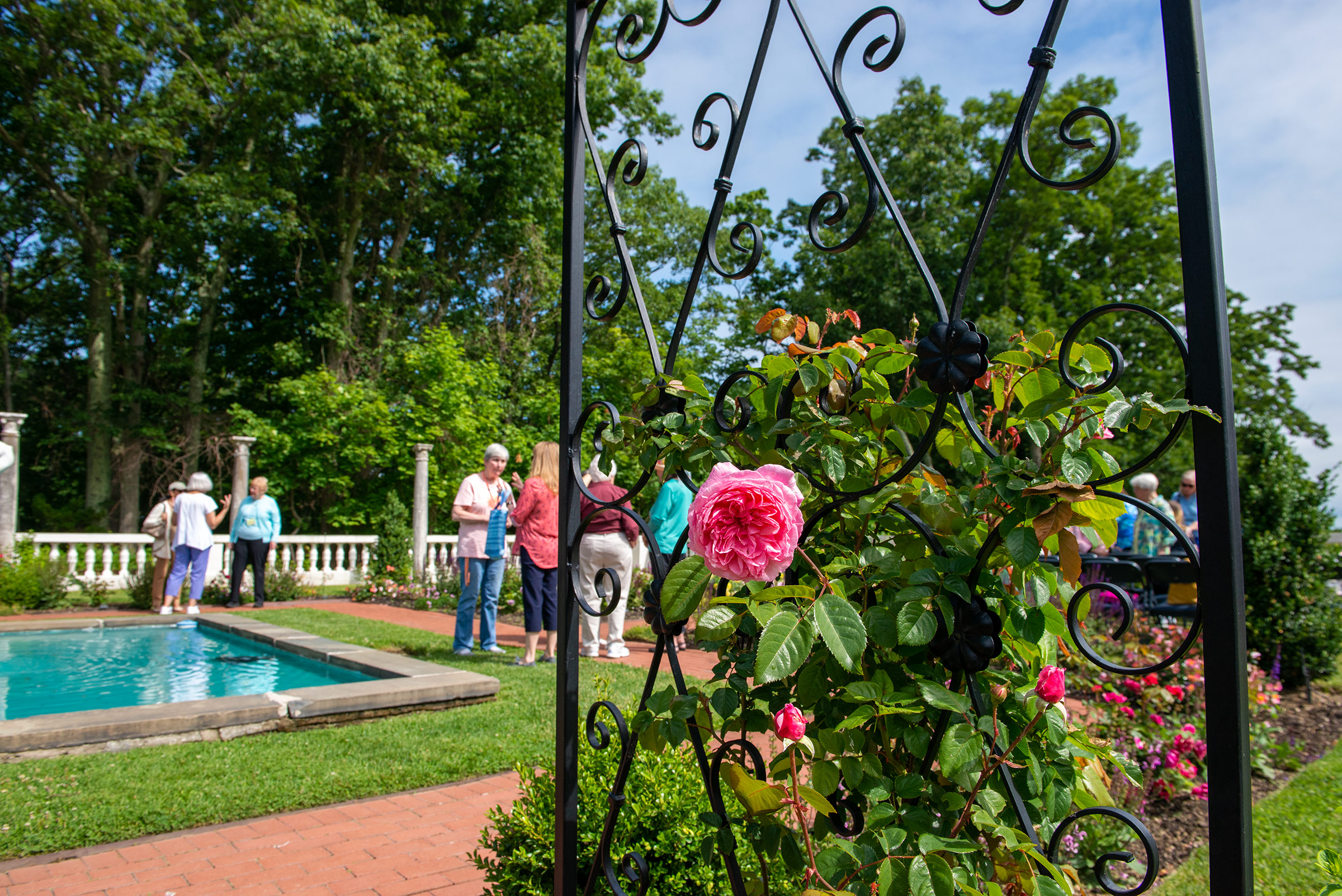 A rose bush beside a newly installed arbor.