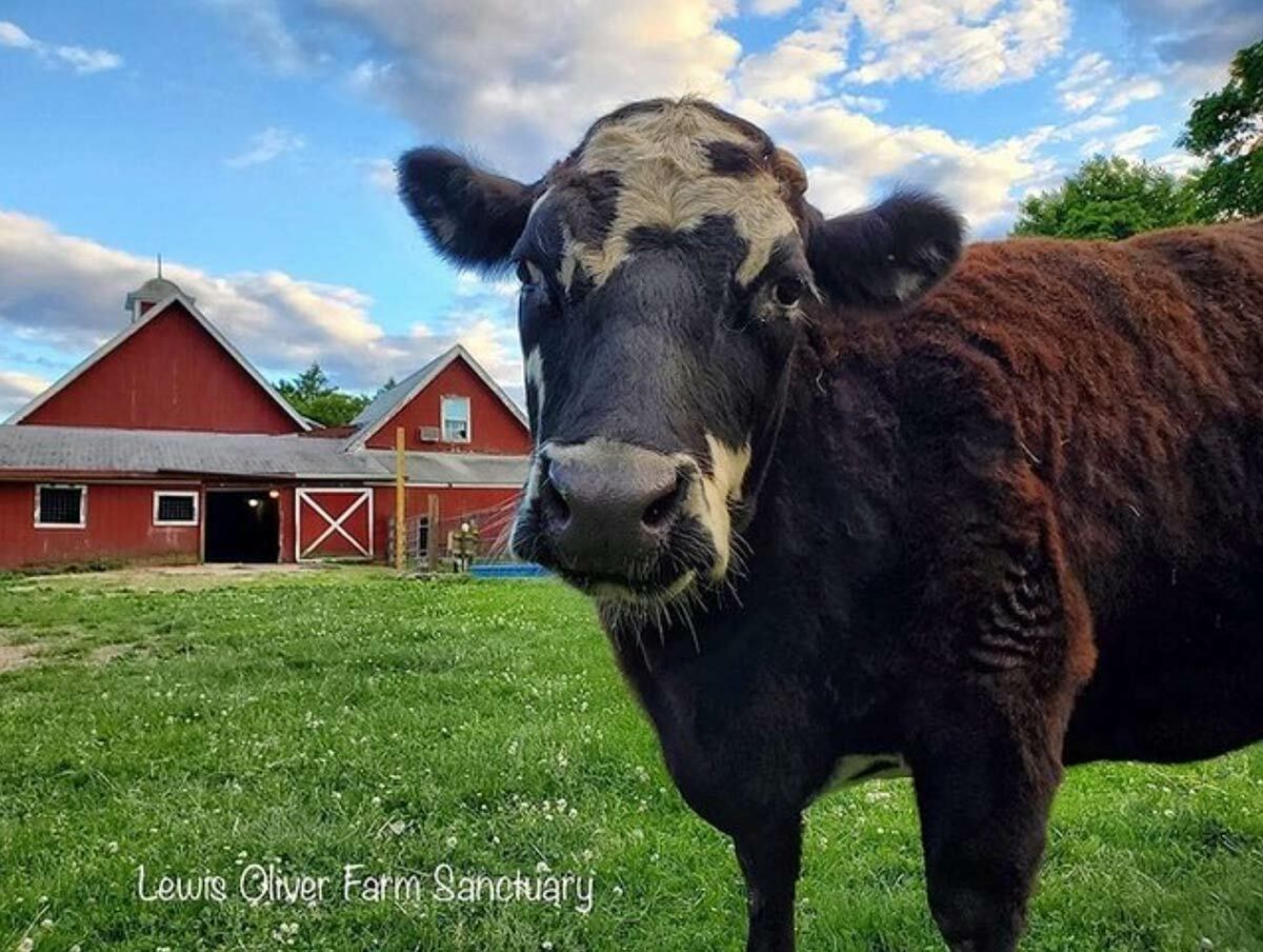 Double donations: a generous sponsor has agreed to match donations to the Team Annabelle and Friends fundraising campaign through September 17, the day of the Great Cow Harbor 10K Run.