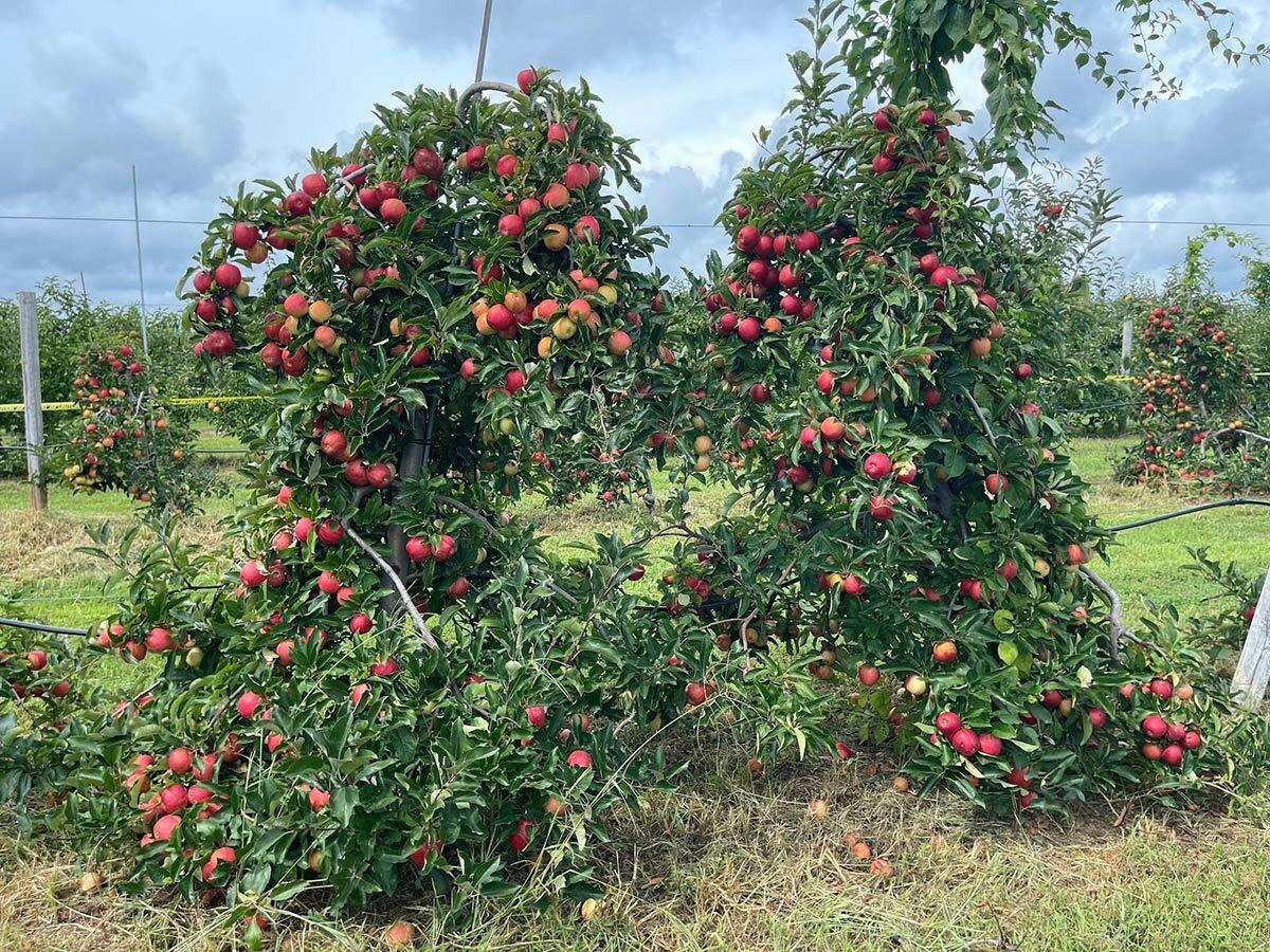 Check out the apple varieties (plus peaches and vegetables) available at Windy Acres Orchard in Calverton, just 45 minutes from Northport/East Northport.