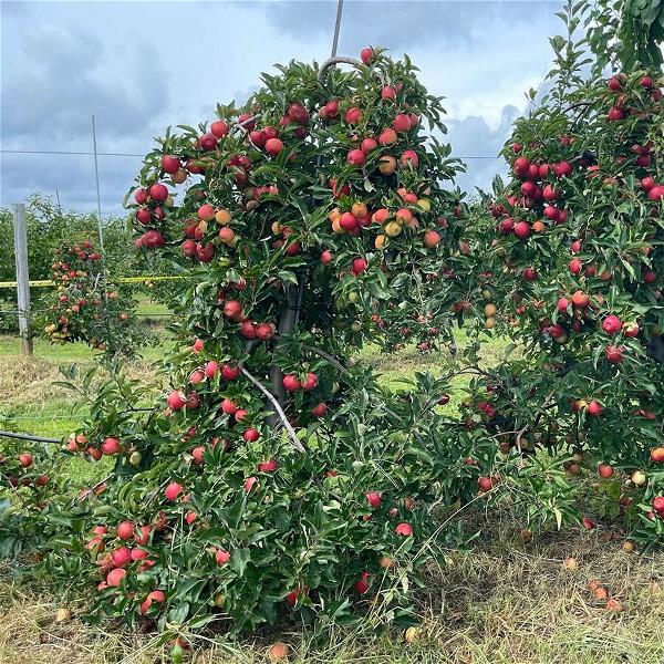 Check out the apple varieties (plus peaches and vegetables) available at Windy Acres Orchard in Calverton, just 45 minutes from Northport/East Northport.
